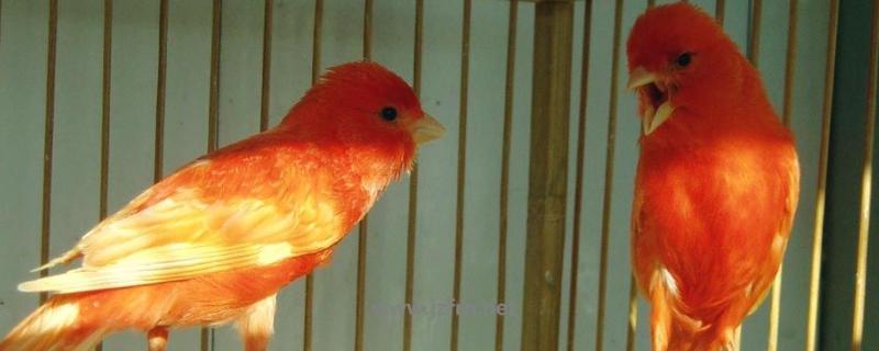 芙蓉鳥的飼料最佳配方，芙蓉鳥是什么鳥